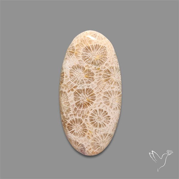 Fossil Coral Cabochon
