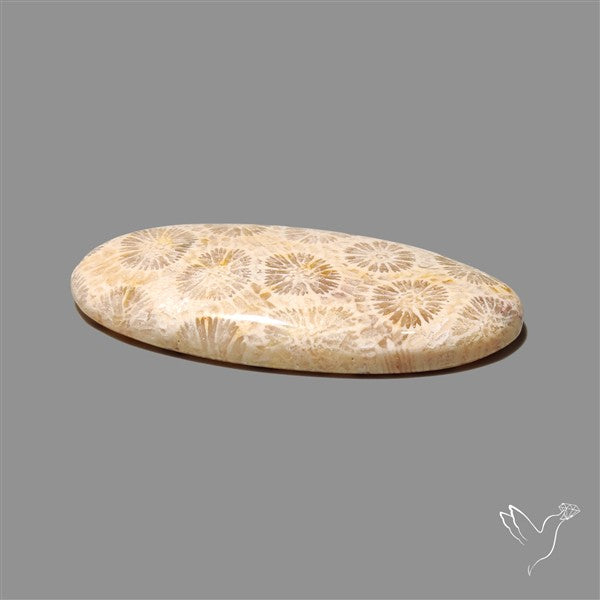 Fossil Coral Cabochon