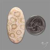 Fossil Coral Cabochon