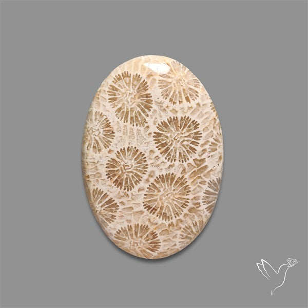 Fossil Coral Cabochon