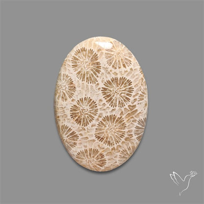 Fossil Coral Cabochon