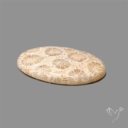 Fossil Coral Cabochon
