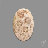 Fossil Coral Cabochon