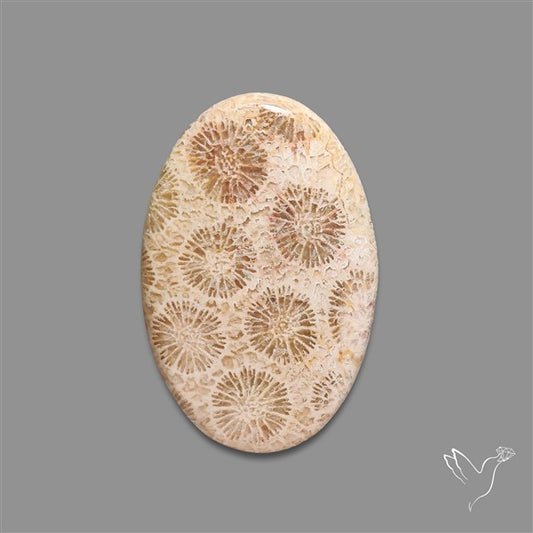 Fossil Coral Cabochon