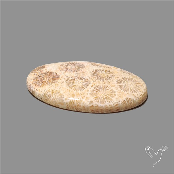 Fossil Coral Cabochon