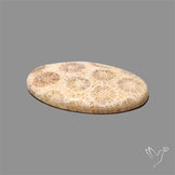 Fossil Coral Cabochon