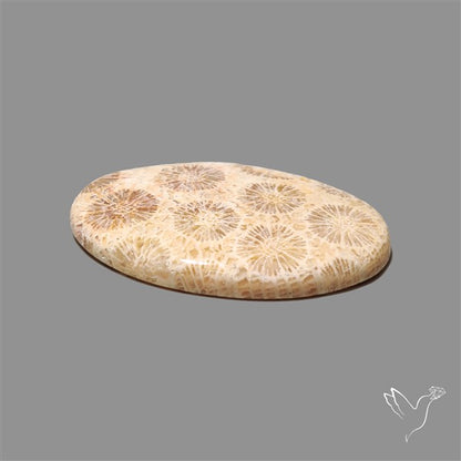 Fossil Coral Cabochon