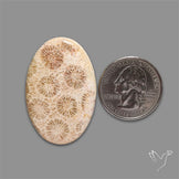Fossil Coral Cabochon