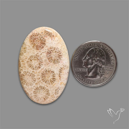Fossil Coral Cabochon