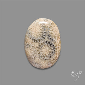 Fossil Coral Cabochon with Crystalized Sparkles