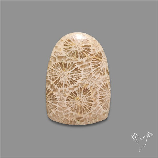 Fossil Coral Cabochon