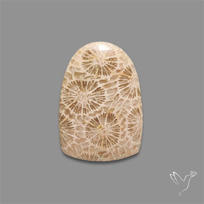 Fossil Coral Cabochon