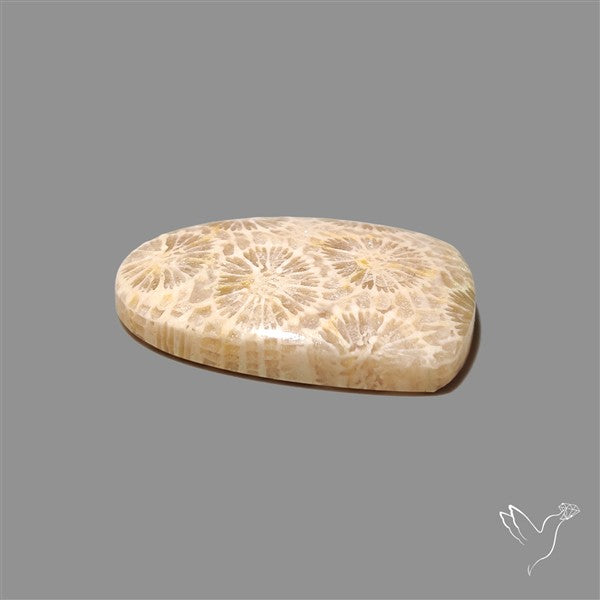 Fossil Coral Cabochon