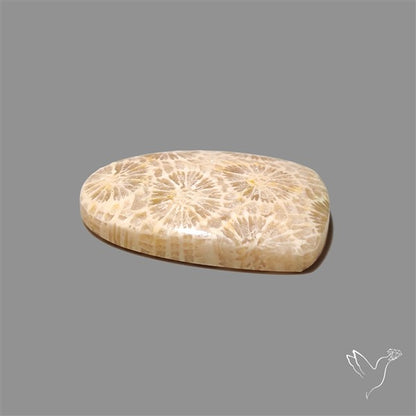 Fossil Coral Cabochon
