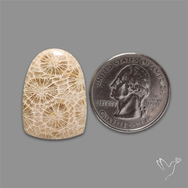 Fossil Coral Cabochon