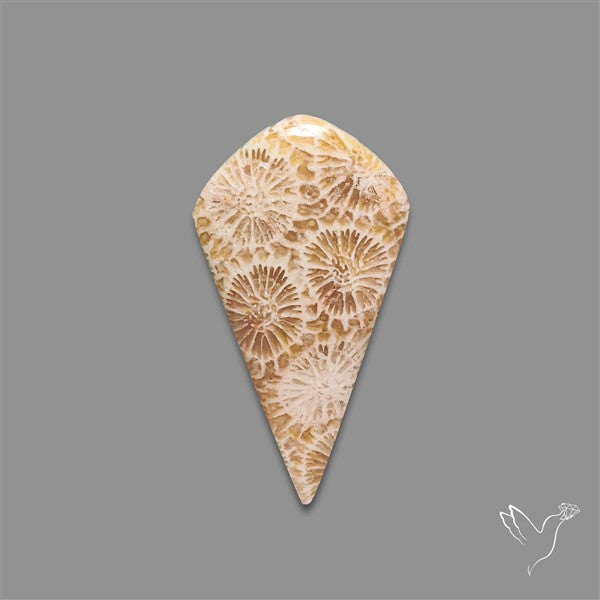 Fossil Coral Cabochon
