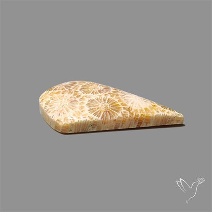 Fossil Coral Cabochon