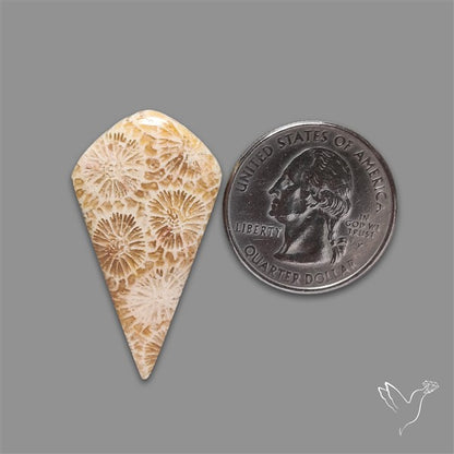 Fossil Coral Cabochon