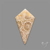 Fossil Coral Cabochon