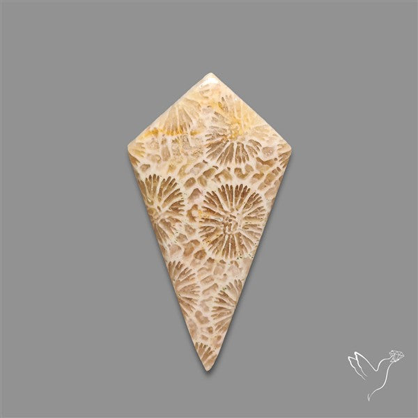 Fossil Coral Cabochon