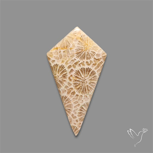 Fossil Coral Cabochon