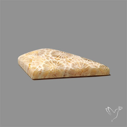 Fossil Coral Cabochon