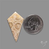 Fossil Coral Cabochon