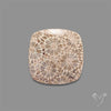Fossil Coral Cabochon