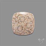Fossil Coral Cabochon