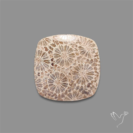 Fossil Coral Cabochon