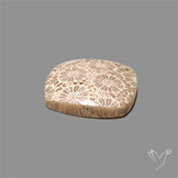 Fossil Coral Cabochon