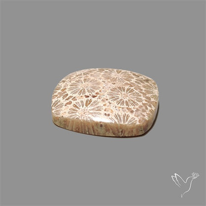 Fossil Coral Cabochon