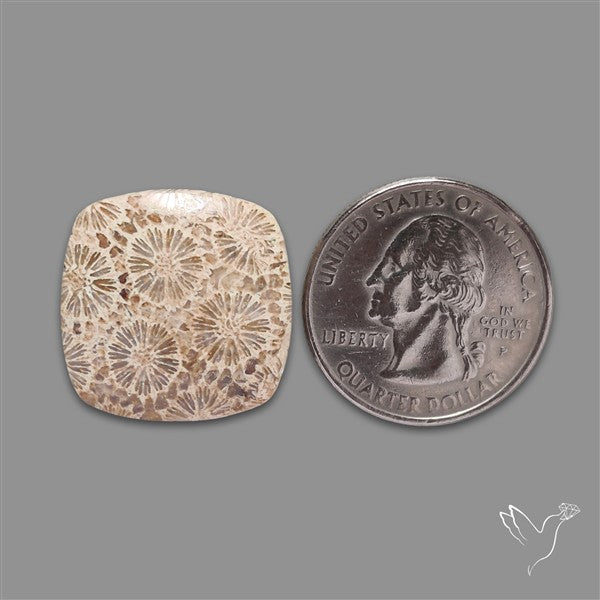 Fossil Coral Cabochon