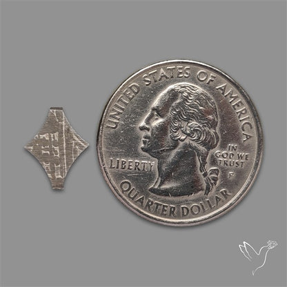 Rare Gibeon Meteorite Fancy Shaped