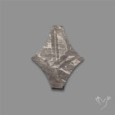 Rare Gibeon Meteorite Fancy Shaped