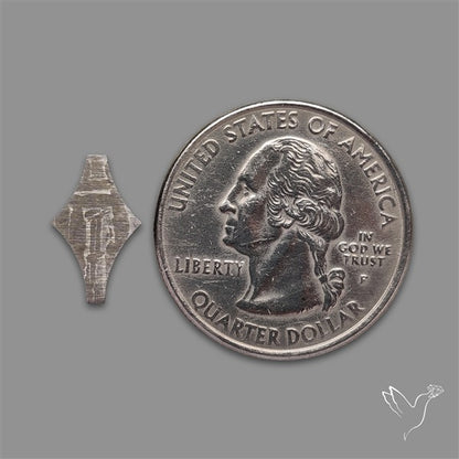 Rare Gibeon Meteorite Fancy Shaped