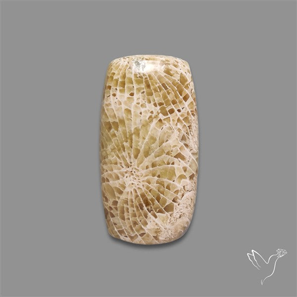 Fossil Coral Cabochon