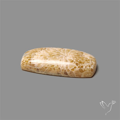 Fossil Coral Cabochon