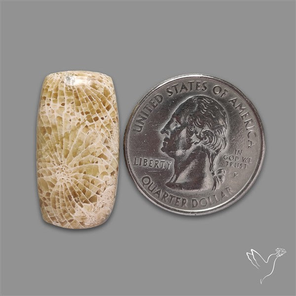 Fossil Coral Cabochon