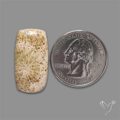 Fossil Coral Cabochon