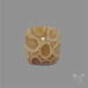 Fossil Coral Cabochon