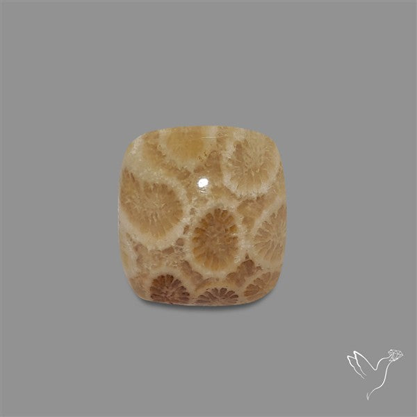Fossil Coral Cabochon
