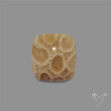 Fossil Coral Cabochon