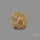 Fossil Coral Cabochon