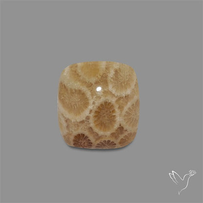 Fossil Coral Cabochon