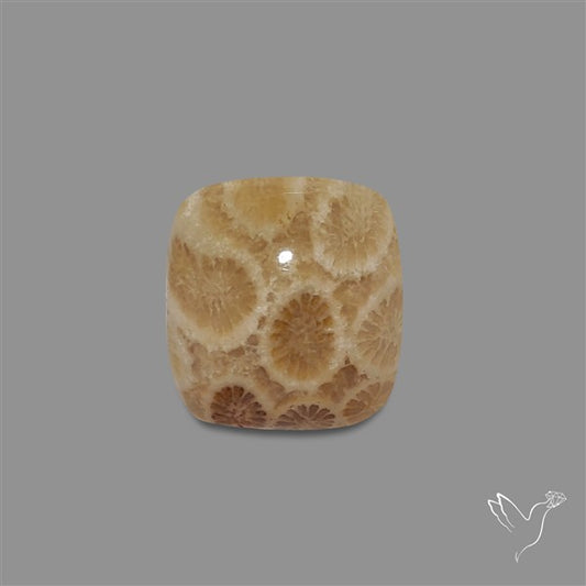 Fossil Coral Cabochon