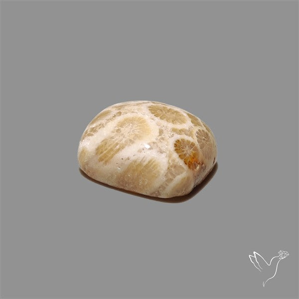 Fossil Coral Cabochon