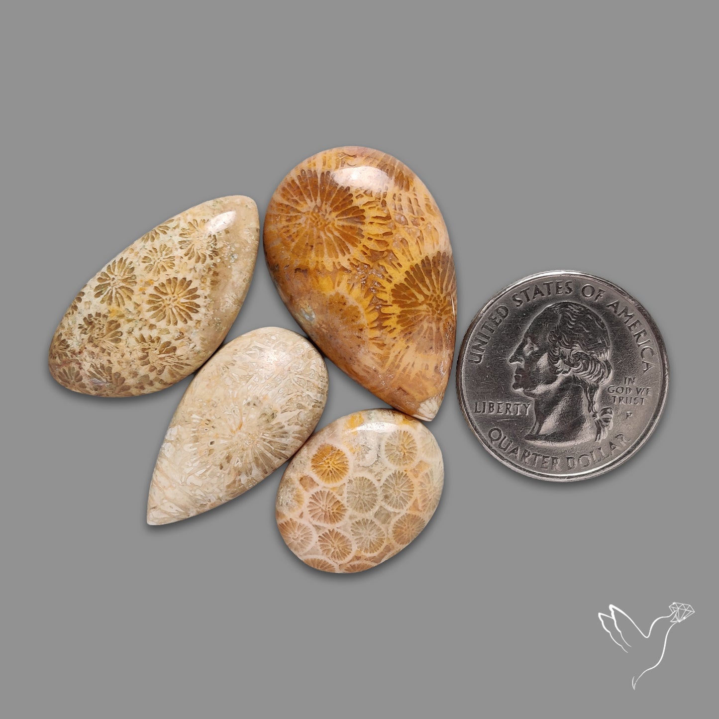 Fossil Coral Cabochons Lot