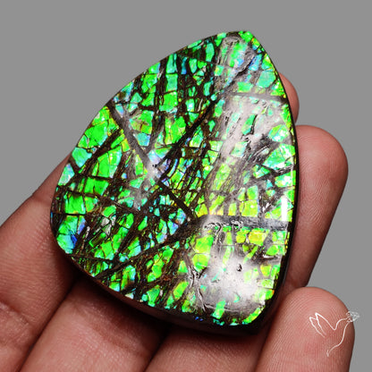 Rare Large Ammolite Green Sheen Natural Specimen