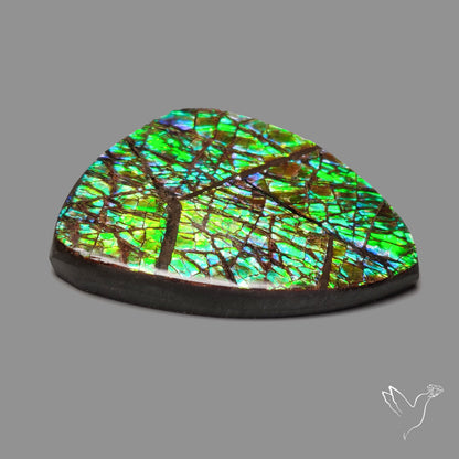 Rare Large Ammolite Green Sheen Natural Specimen